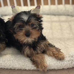 Lucy - Blue and gold female Yorkshire Terrier puppy in Portland, Oregon from Bohemian Beauty Yorkshire Terrier