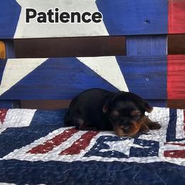 Patience - Black and tan female Yorkshire Terrier puppy in Terrell, Texas from PBJ Farms