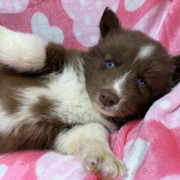 Scarlet AKC - Siberian Husky puppy from Huskies By the Bay