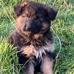 Frosty - Black and tan male German Shepherd puppy in Walla Walla, Washington from Silver Knight Shepherds