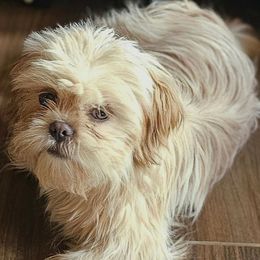 Teddy - Cream and white male Shih Tzu puppy in Victorville, California from RUMBLE n TUMBLE