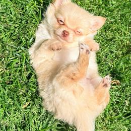 Cortland Pomchi (tiny) - Blue fawn male Chihuahua puppy in Seneca, Missouri from Stephanie’s Puppy Colony