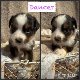 Dancer - Black tri female Toy Australian Shepherd puppy in Menan, Idaho from Teton Toy Aussies
