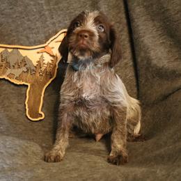Blue - Brown and gray male Wirehaired Pointing Griffon puppy in Afton, Wisconsin from Daehler's Wirehaired Pointing Griffons