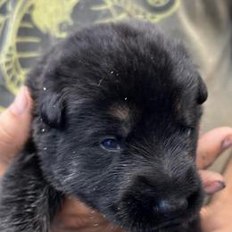 Boy 6 - Black and tan male German Shepherd puppy in Sharon Grove, Kentucky from Julie’s Shepherds