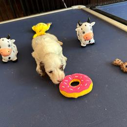 White Pearl - Dapple female Dachshund puppy in Lincolnwood, Illinois from Gulfishan Kennels