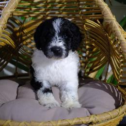 Vixen - Black and white female Aussiedoodle puppy in Pomona, California from Socal Aussiedoodles