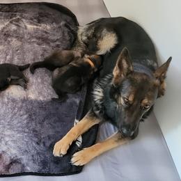 German Shepherd and Pembroke Welsh Corgi Puppies from Muddy Paws Corgis / Von Blake's Gedächtnis German Shepherds