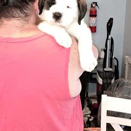 Saint Bernard Puppies from Wintercrest St. Bernards