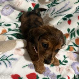 Sunny - Dapple female Dachshund puppy in Mountain Home, Arkansas from Furry Friends Kennel