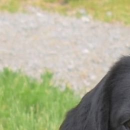 Labrador Retriever All Grown Up from BonaVenture Labradors