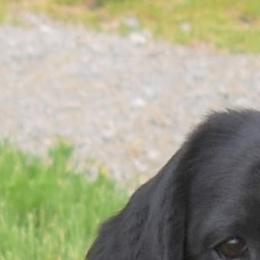 Labrador Retriever All Grown Up from BonaVenture Labradors