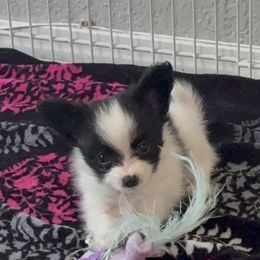 Papillon Puppies from Peppy Papillons, LLC