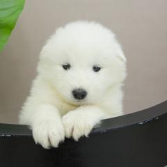 Samoyed Puppies from Desert Snow Samoyeds