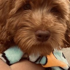 Lily Rose - Goldendoodle puppy from Hula & Oliver Co.