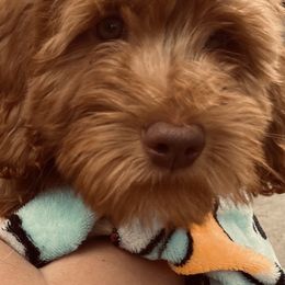 Lily Rose - Goldendoodle puppy from Hula & Oliver Co.