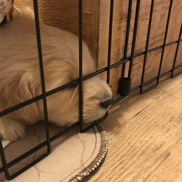 Flat-Coated Retriever and Golden Retriever Puppies from LaDean Faris