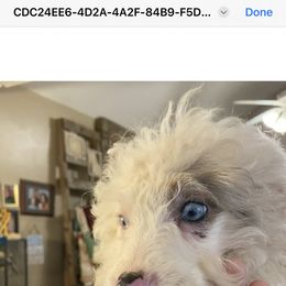 Boy1 - Bernedoodle puppy in Georgia from Daisy’s Doodles