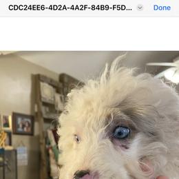 Boy1 - Bernedoodle puppy in Georgia from Daisy’s Doodles