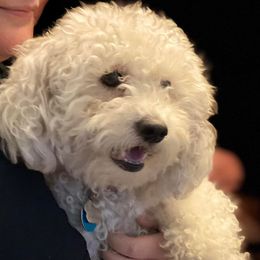 Cavapoos, Cotons de Tulear, Maltipoos, and Poodles from Mid Sized Maltipoos and More LLC