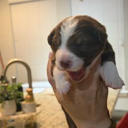 Alp - Red tri-color male Australian Shepherd puppy in Orlando, Florida from Skaky Shepherds