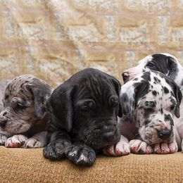 Great Dane Puppies from 5T Danes