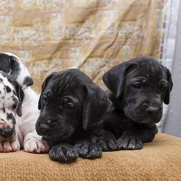 Great Dane Puppies from 5T Danes