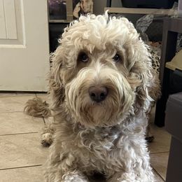 Rapunzel - Goldendoodle