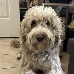 Rapunzel - Goldendoodle