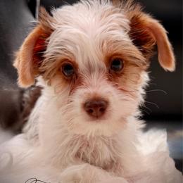 Chocolate Girl orange - Parti female Yorkshire Terrier puppy in Machesney Park, Illinois from Three Yorkie Family