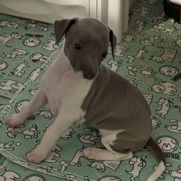 Lula - White and blue Italian Greyhound puppy in Grand Rapids, Michigan from Candace Morris