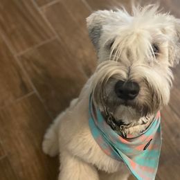 French Bulldogs, Shih Tzus, and Soft Coated Wheaten Terriers from Aurum K9