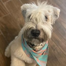 French Bulldogs, Shih Tzus, and Soft Coated Wheaten Terriers from Aurum K9