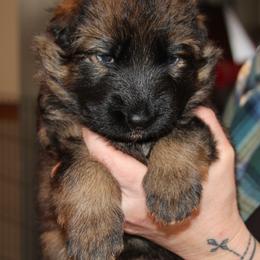 German Shepherd Puppies from Michelle Eddy
