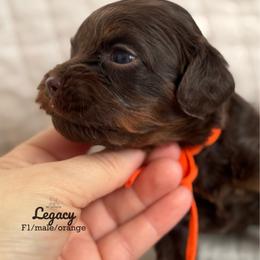 Legacy (chocolate phantom male) - Chocolate male Cavapoo puppy in Beckley, West Virginia from By Design Doodles