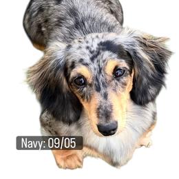 Navy - Dachshund