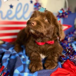 Aspen - female Australian Mountain Doodle puppy in Lookout, California from Remington Kennels, LLC
