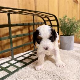 Girl 4 - Tri-color female Cavapoo puppy in Bloomfield, Iowa from Schooley Doodles
