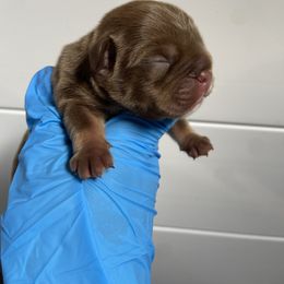 French Bulldog Puppies from Boone county frenchies