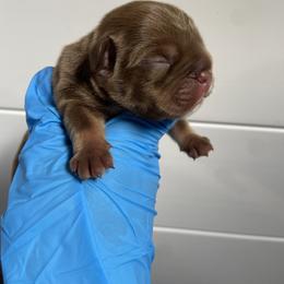 French Bulldog Puppies from Boone county frenchies
