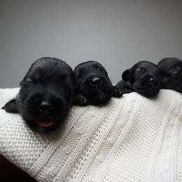 Pepper Salt Male 4 - Pepper and salt male Giant Schnauzer puppy in St George, Utah from Schnauzer Ranch
