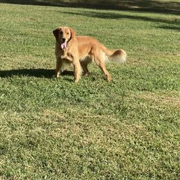 Molly - Golden Retriever