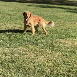 Molly - Golden Retriever