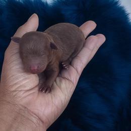 Knox - Red  male Poodle puppy in Okc, Oklahoma from Designer Poos By Diva