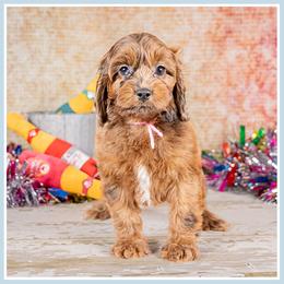 Hot Lips - Merle female Cockapoo puppy in Connersville, Indiana from Deaz Doodle Ranch