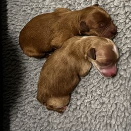 TBD - Red  female Goldendoodle puppy in St. George, Utah from Dashing Doodle Pups