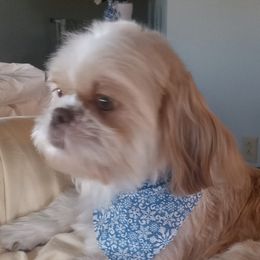Sandy - Shih Tzu