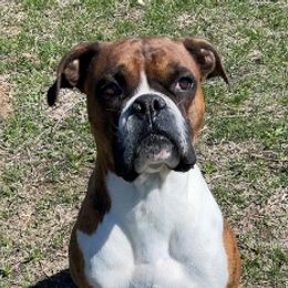 Boxers from Remi's Little Ones