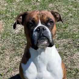 Boxers from Remi's Little Ones