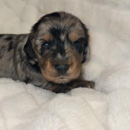 Nezuko - Dapple female Dachshund puppy in Merryville, Louisiana from Red Hill Dachsunds